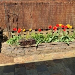 Colorful tulips border the secluded patio and small backyard 